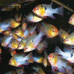 foto ryb z chovu Pavelec