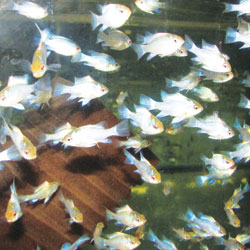 foto ryb z chovu Pavelec